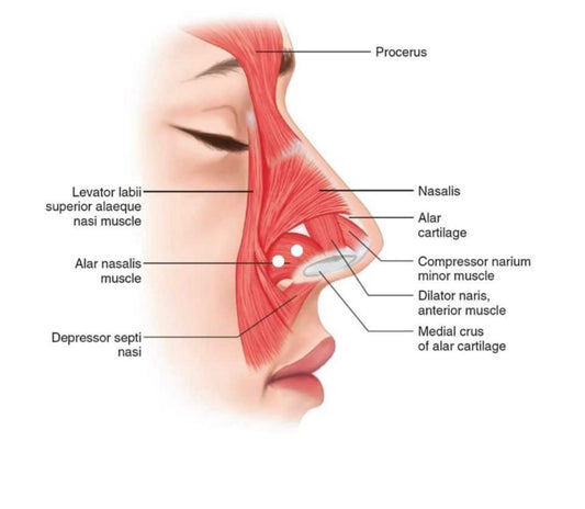 Nasal Flaring Toxin Online Course CPD Accredited